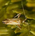 Phytocoris laevis - photo 3