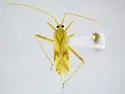 Phytocoris laevis - photo 4