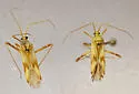 Phytocoris laevis - photo 5