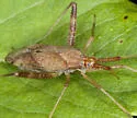Phytocoris lasiomerus - photo 2