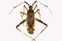Phytocoris lasiomerus - photo 3