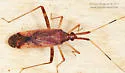 Phytocoris lasiomerus - photo 4
