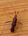 Phytocoris lasiomerus - photo 5