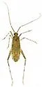 Phytocoris lineatus - Phytocoris lineatus