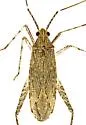 Phytocoris lineatus - photo 2
