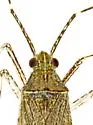 Phytocoris lineatus - photo 3