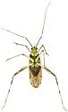 Phytocoris lineatus - photo 4