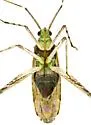 Phytocoris lineatus - photo 5