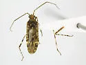 Phytocoris listi - Phytocoris listi