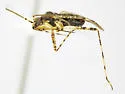 Phytocoris listi - photo 2