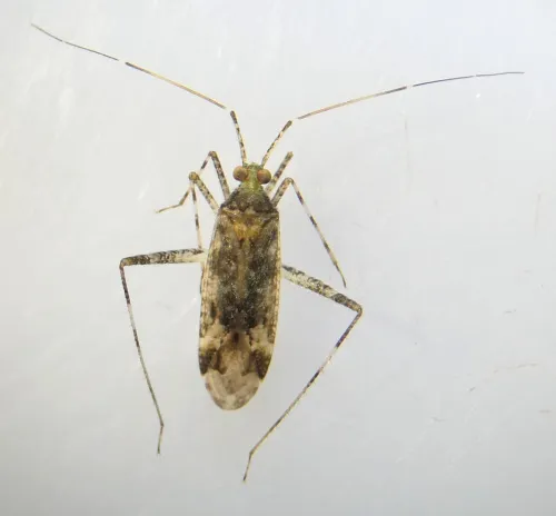 Phytocoris longipennis - Phytocoris longipennis