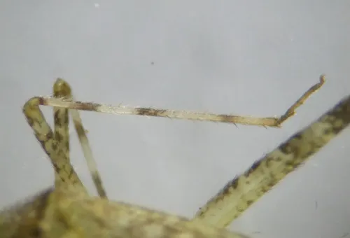 Phytocoris longipennis - photo 2