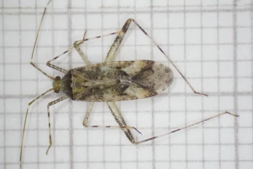 Phytocoris longipennis - photo 3