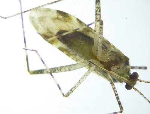 Phytocoris longipennis - photo 4