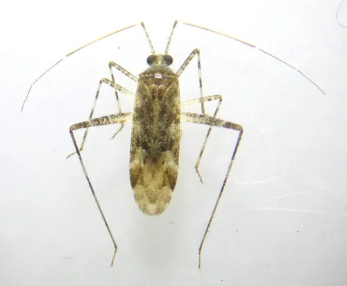 Phytocoris longipennis - photo 7