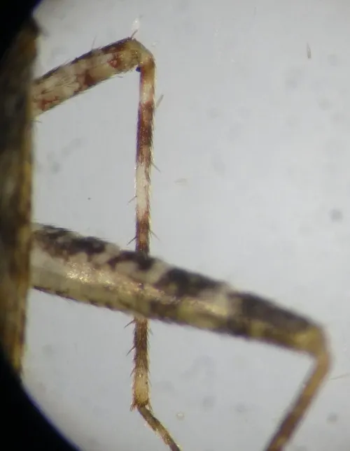 Phytocoris longipennis - photo 8