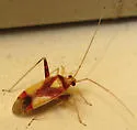 Phytocoris luteolus - Phytocoris luteolus