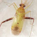 Phytocoris luteolus - photo 2