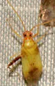 Phytocoris luteolus - photo 3