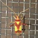 Phytocoris luteolus - photo 4