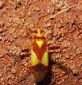 Phytocoris luteolus - photo 5