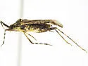 Phytocoris maricopae - photo 2