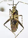 Phytocoris maricopae - photo 3