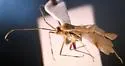 Phytocoris maritimus - photo 2