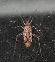 Phytocoris mcivor - Phytocoris mcivor