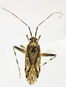 Phytocoris minituberculatus - Phytocoris minituberculatus