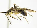 Phytocoris minituberculatus - photo 2