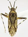 Phytocoris minituberculatus - photo 4