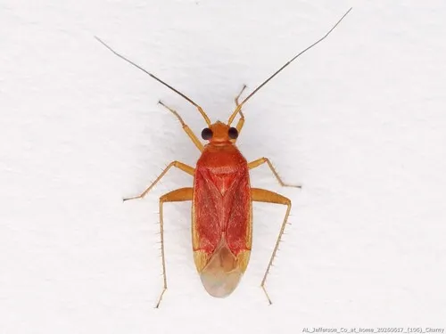 Phytocoris mundus