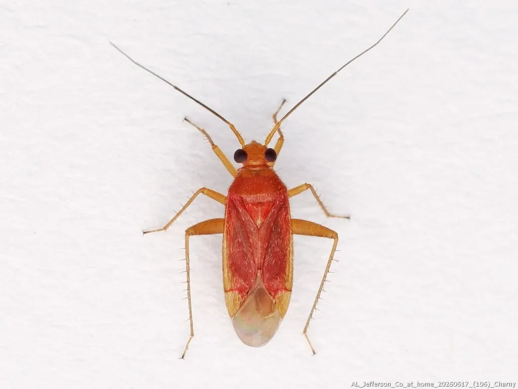 Phytocoris mundus - photo 2