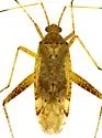 Phytocoris navajo - photo 2