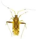 Phytocoris navajo - photo 3