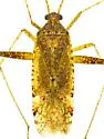 Phytocoris navajo - photo 4
