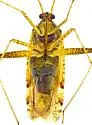 Phytocoris navajo - photo 5