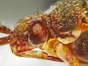 Phytocoris nicholi