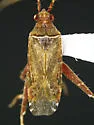 Phytocoris nicholi - photo 2