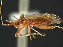 Phytocoris nicholi - photo 4