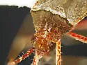 Phytocoris nicholi - photo 5