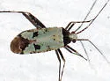 Phytocoris nigricollis - photo 2