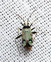 Phytocoris nigricollis - photo 3