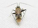 Phytocoris nigricollis - photo 4