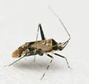 Phytocoris nigricollis - photo 5