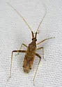 Phytocoris pallidicornis - Phytocoris pallidicornis