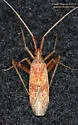 Phytocoris pallidicornis - photo 2