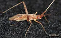 Phytocoris pallidicornis - photo 3