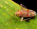 Phytocoris pinicola - Phytocoris pinicola